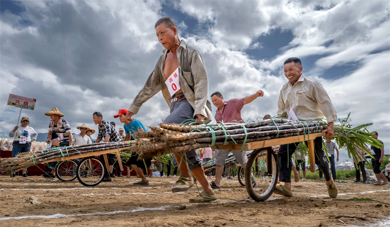 Fujian : une rencontre sportive ludique organisée pour les cultivateurs de canne à sucre de Yongchun