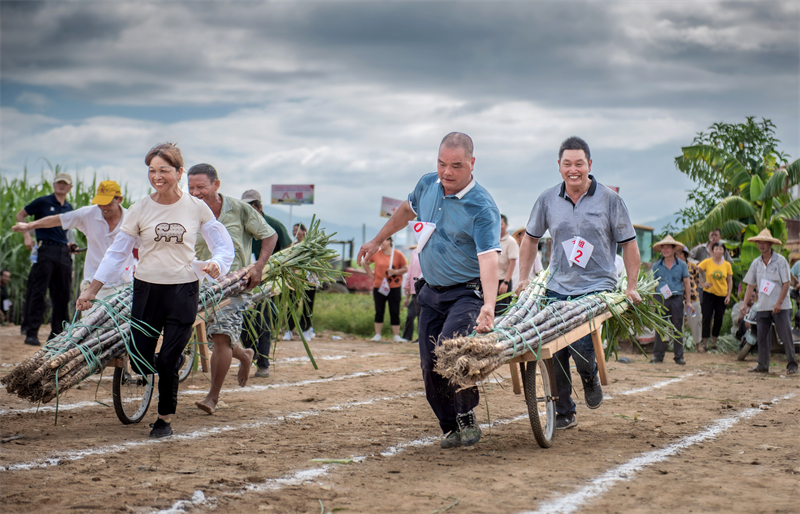 Fujian : une rencontre sportive ludique organisée pour les cultivateurs de canne à sucre de Yongchun