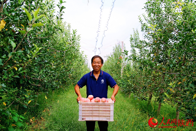 Shaanxi : les pommes couvrent les branches et les agriculteurs profitent d'une récolte abondante à Weinan