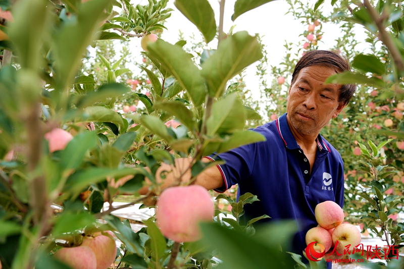 Shaanxi : les pommes couvrent les branches et les agriculteurs profitent d'une récolte abondante à Weinan