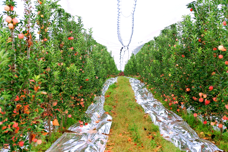 Shaanxi : les pommes couvrent les branches et les agriculteurs profitent d'une récolte abondante à Weinan