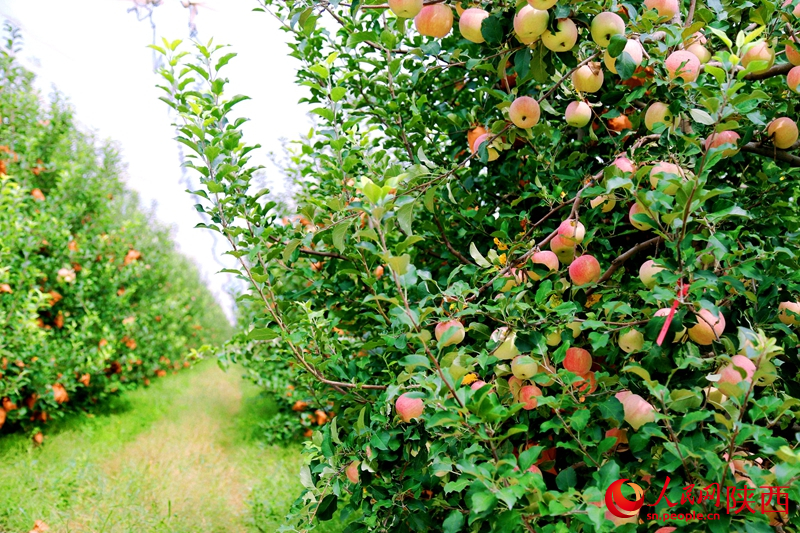 Shaanxi : les pommes couvrent les branches et les agriculteurs profitent d'une récolte abondante à Weinan