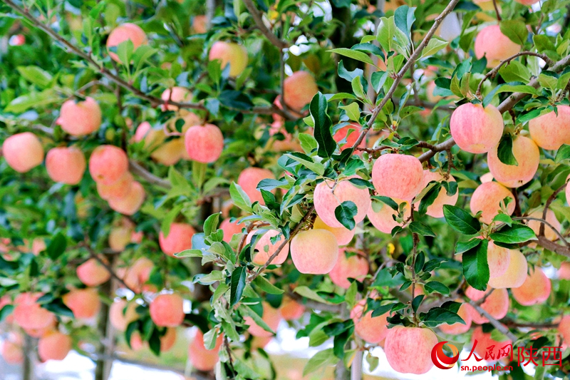 Shaanxi : les pommes couvrent les branches et les agriculteurs profitent d'une récolte abondante à Weinan