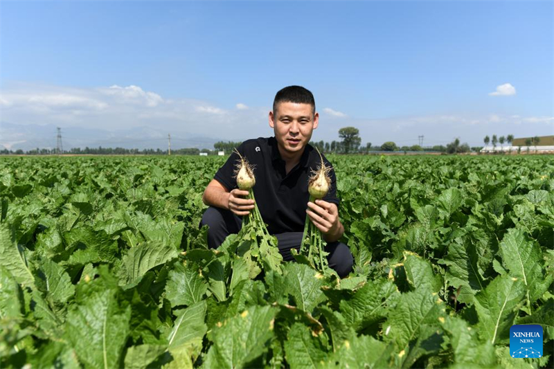 Shanxi : les « nouveaux agriculteurs » apportent de la vitalité à l'agriculture moderne à Wenshui