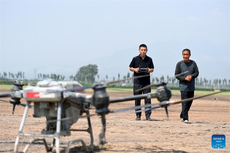 Zhao Yongzhuang (à gauche) utilise un drone pour pulvériser des pesticides dans un champ du canton de Beizhang du comté de Wenshui, dans la province du Shanxi (nord de la Chine), le 20 août 2024. (Photo / Xinhua)