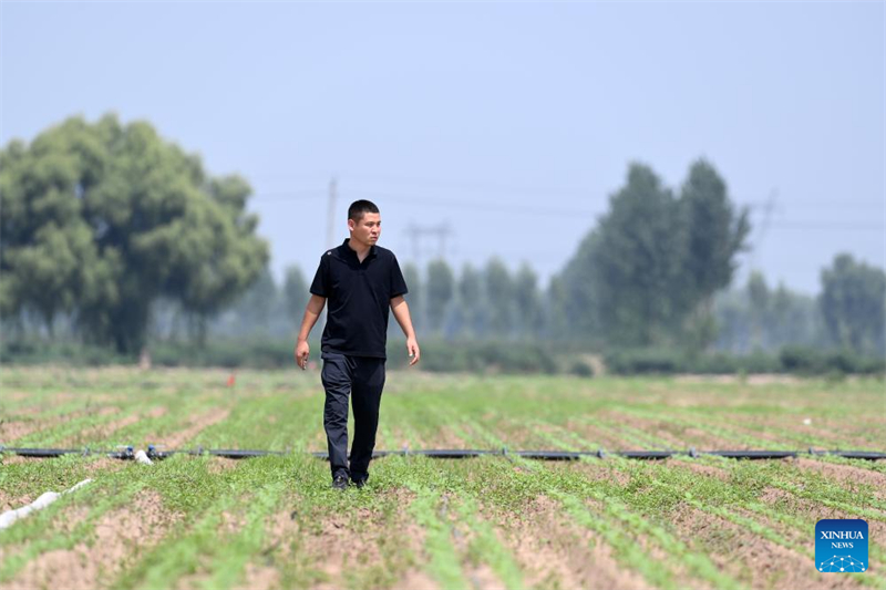 Shanxi : les « nouveaux agriculteurs » apportent de la vitalité à l'agriculture moderne à Wenshui