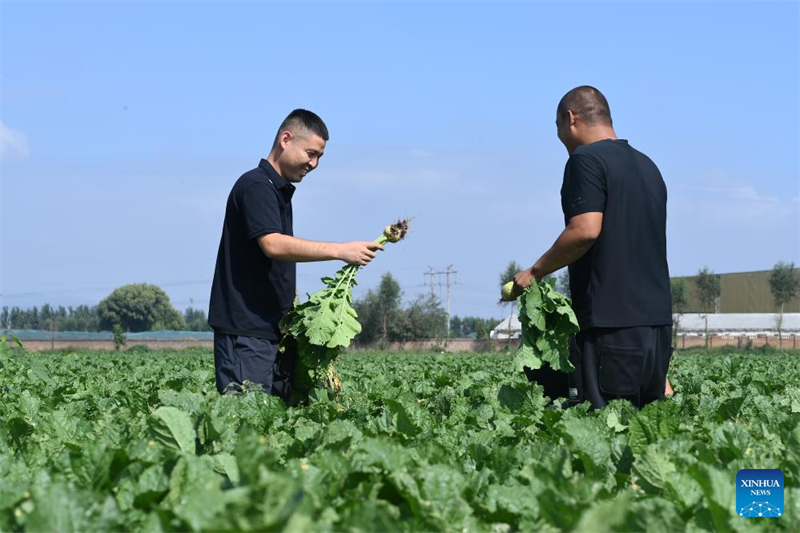 Shanxi : les « nouveaux agriculteurs » apportent de la vitalité à l'agriculture moderne à Wenshui