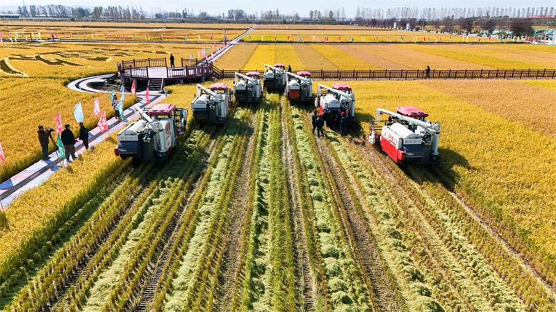 Des moissonneuses, photographiées dans une rizière du comté de Fangzheng à Harbin, capitale de la province du Heilongjiang (nord-est de la Chine), le 22 septembre 2024. (Photo / Xinhua)