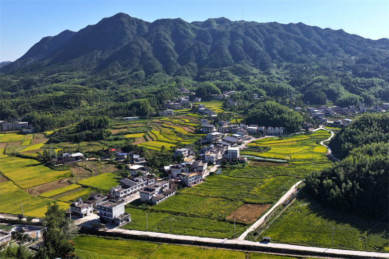 Hubei : du riz biologique cultivé au milieu des montagnes vertes et des eaux claires à Tongcheng