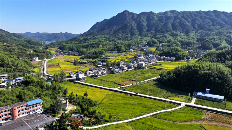 Hubei : du riz biologique cultivé au milieu des montagnes vertes et des eaux claires à Tongcheng