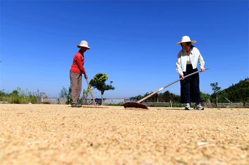 Hubei : du riz biologique cultivé au milieu des montagnes vertes et des eaux claires à Tongcheng