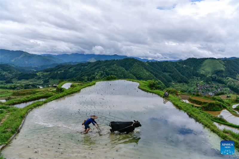 Guizhou : un diplômé universitaire se consacre à la recherche et à la protection des anciennes variétés de cultures à Liping