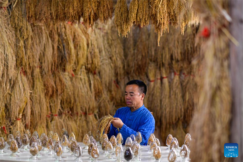 Guizhou : un diplômé universitaire se consacre à la recherche et à la protection des anciennes variétés de cultures à Liping