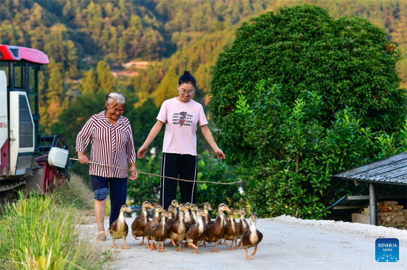 Guizhou : une jeune ouvrière villageoise aide les habitants de Zhouping à développer l'industrie de production de semences de riz