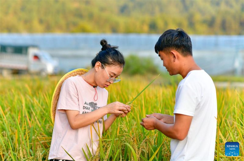 Guizhou : une jeune ouvrière villageoise aide les habitants de Zhouping à développer l'industrie de production de semences de riz