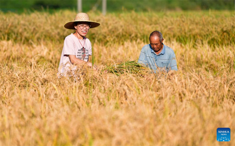 Guizhou : une jeune ouvrière villageoise aide les habitants de Zhouping à développer l'industrie de production de semences de riz