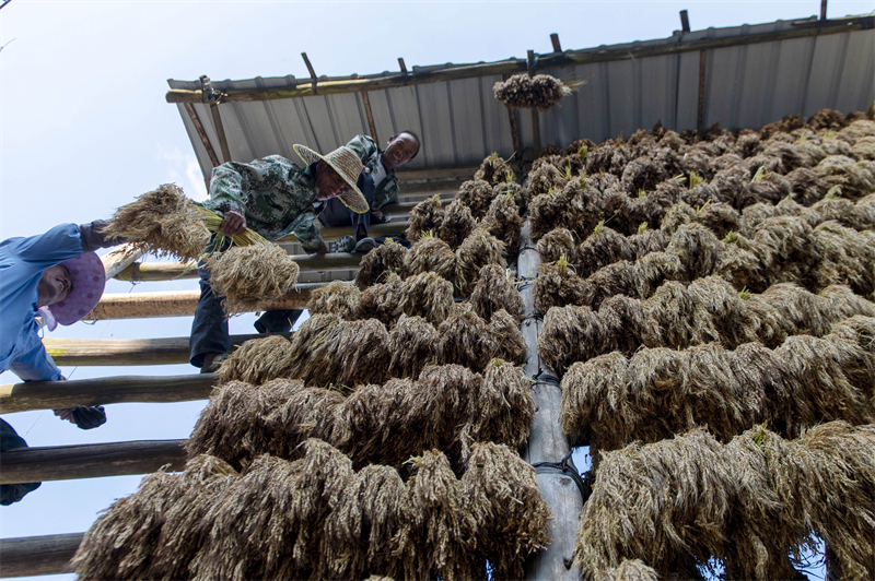 Guizhou : une riche récolte de riz parfumé à Congjiang