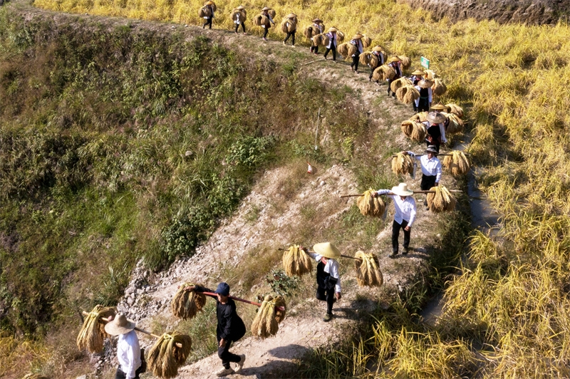 Guizhou : une riche récolte de riz parfumé à Congjiang