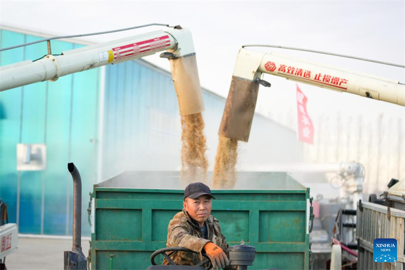 Heilongjiang : la récolte d'automne bat son plein