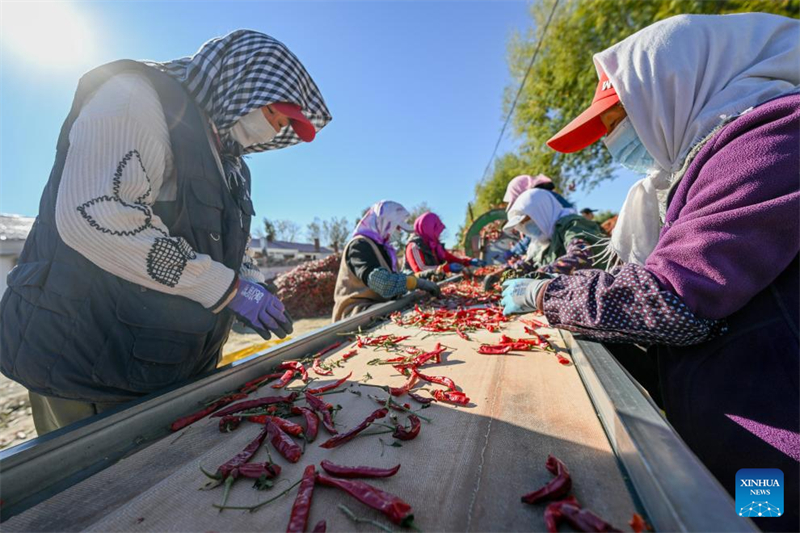 Les producteurs trient des piments dans le canton de Dongfeng du comté de Kailu, dans la région autonome de Mongolie intérieure (nord de la Chine), le 19 octobre 2024. (Photo / Xinhua)