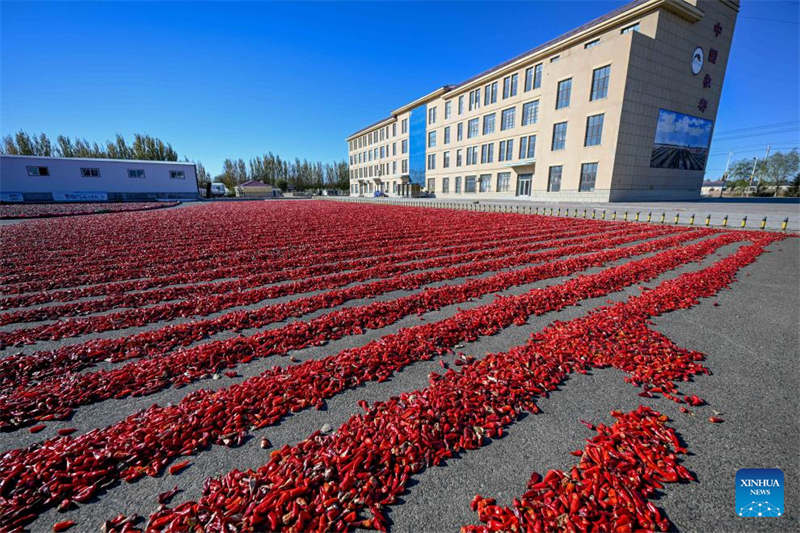 Mongolie intérieure : les piments entrent dans la haute saison de récolte et de vente