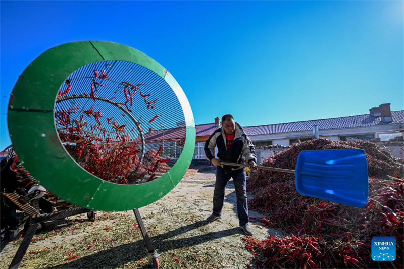 Mongolie intérieure : les piments entrent dans la haute saison de récolte et de vente