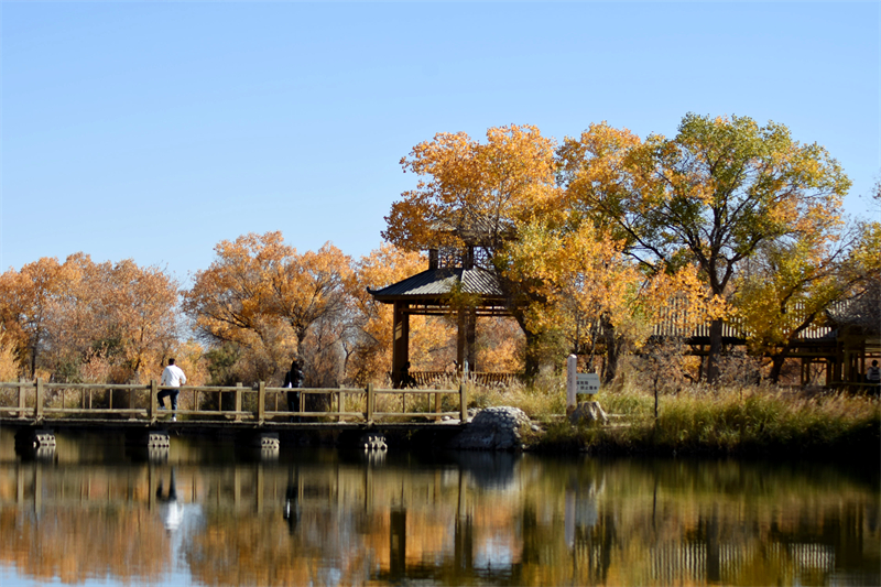 Xinjiang : l'éblouissant spectacle des peupliers sur l'eau de l'automne doré à Zepu