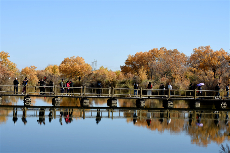 Xinjiang : l'éblouissant spectacle des peupliers sur l'eau de l'automne doré à Zepu