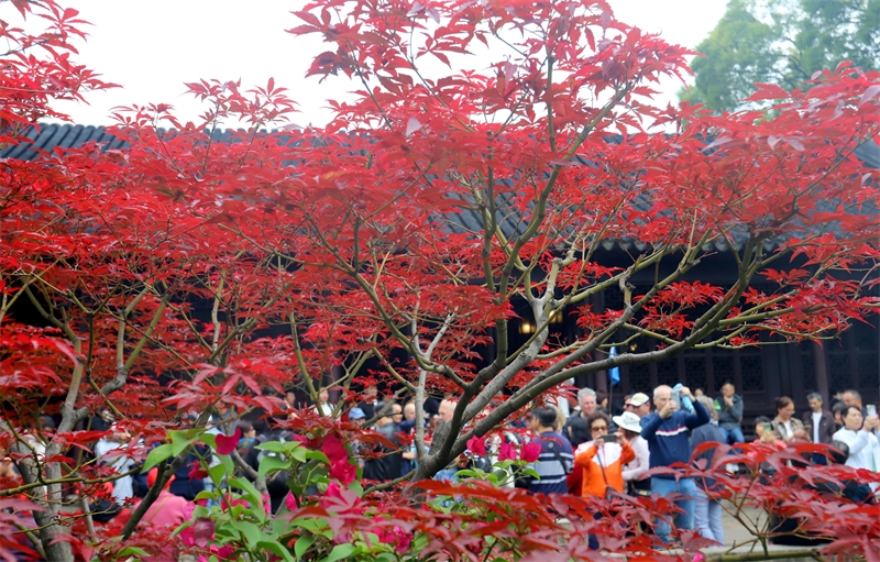 Jiangsu : la splendeur des feuilles d'érables rouges du jardin Liuyuan de Suzhou pendant la saison des gelées