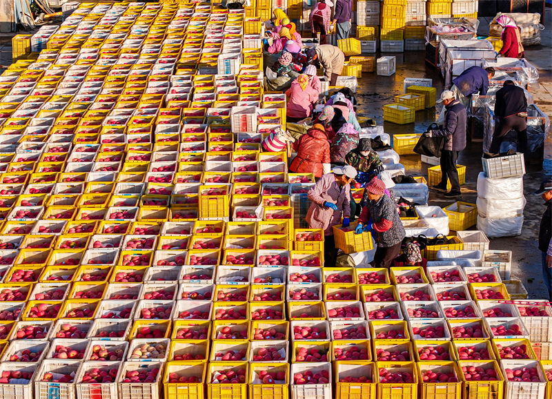 Shandong : une riche récolte de pommes à Rongcheng