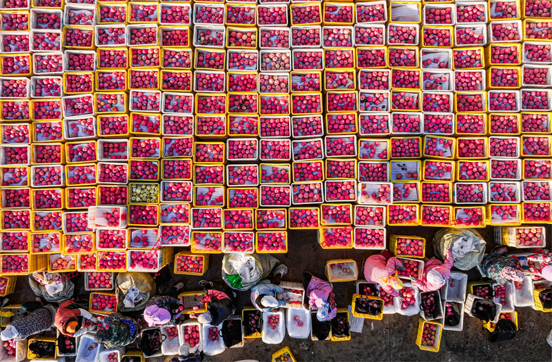 Shandong : une riche récolte de pommes à Rongcheng