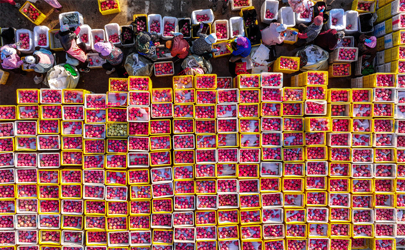 Shandong : une riche récolte de pommes à Rongcheng