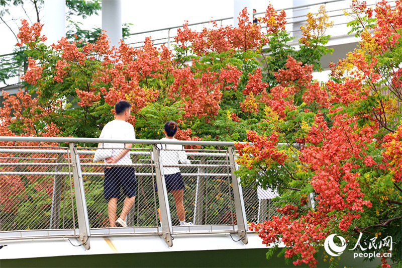 Fujian : les savonniers colorés de Xiamen se parent de leurs habits d'automne