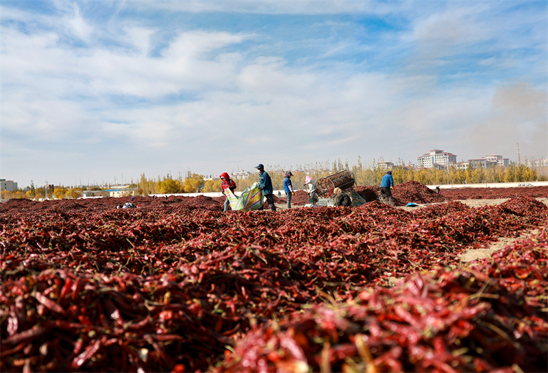 Gansu : la route de la richesse avec les piments rouges à Jiuquan