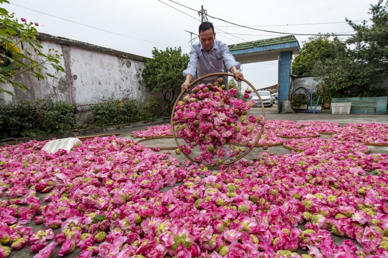 Zhejiang : à Lanxi, les hibiscus  contribuent à revitaliser la campagne