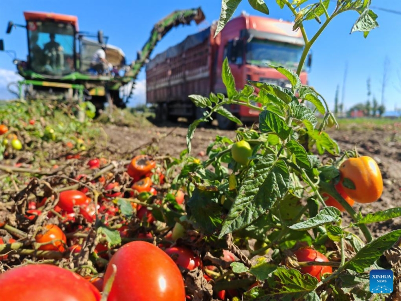 Xinjiang : à Bortala, les tomates donnent des résultats fructueux et améliorent les revenus des agriculteurs