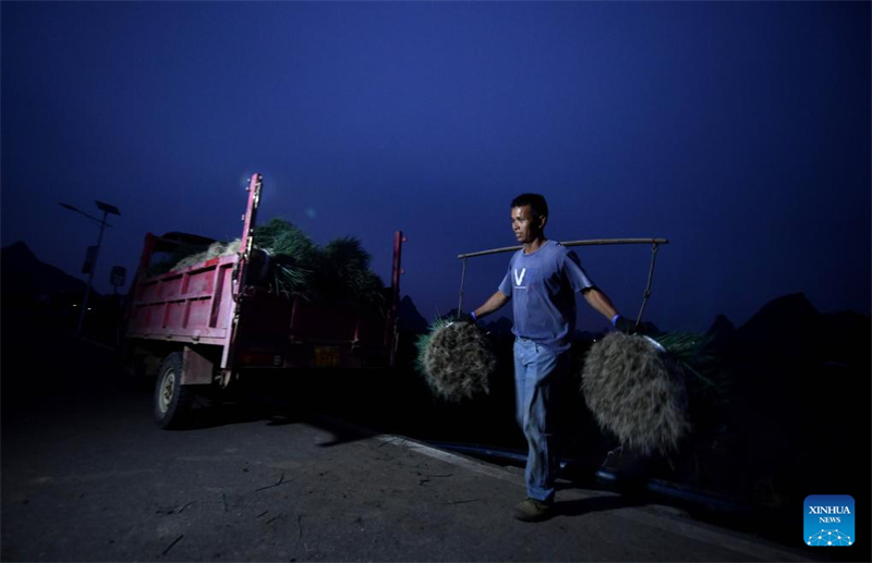 Guangxi : un village engagé dans la culture des oignons verts