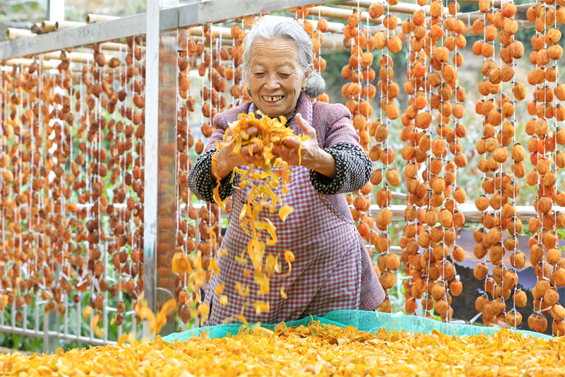 Anhui : une riche récolte de kakis lanternes dans le comté de She