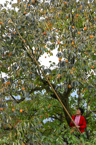 Anhui : une riche récolte de kakis lanternes dans le comté de She