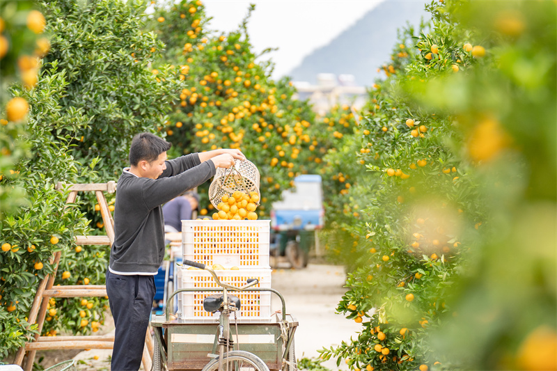 Zhejiang : une récolte abondante de mandarines de Huangyan à Taizhou