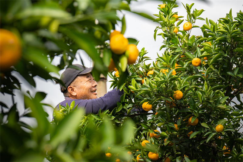 Zhejiang : une récolte abondante de mandarines de Huangyan à Taizhou