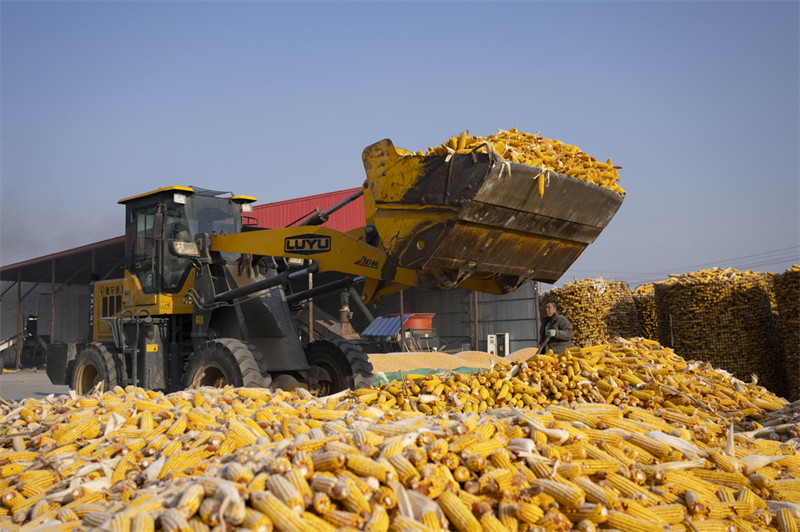 Heilongjiang : la récolte de céréales d'automne est séchée et stockée dans les entrepôts