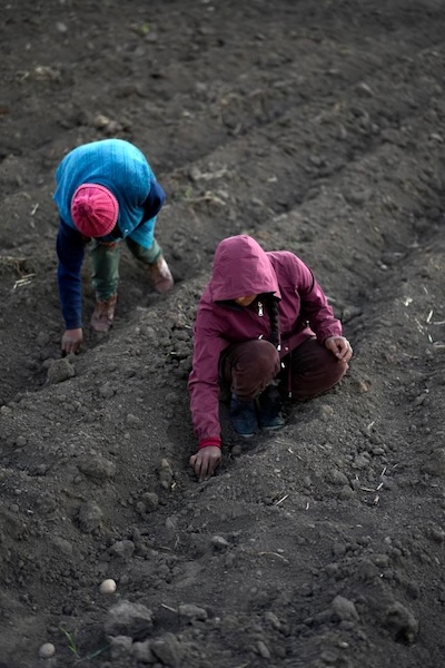 La Chine et le Pérou unissent leurs forces dans la sélection et la production de pommes de terre