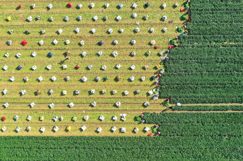 Shandong : une récolte de légumes d'hiver chargée à Gaomi