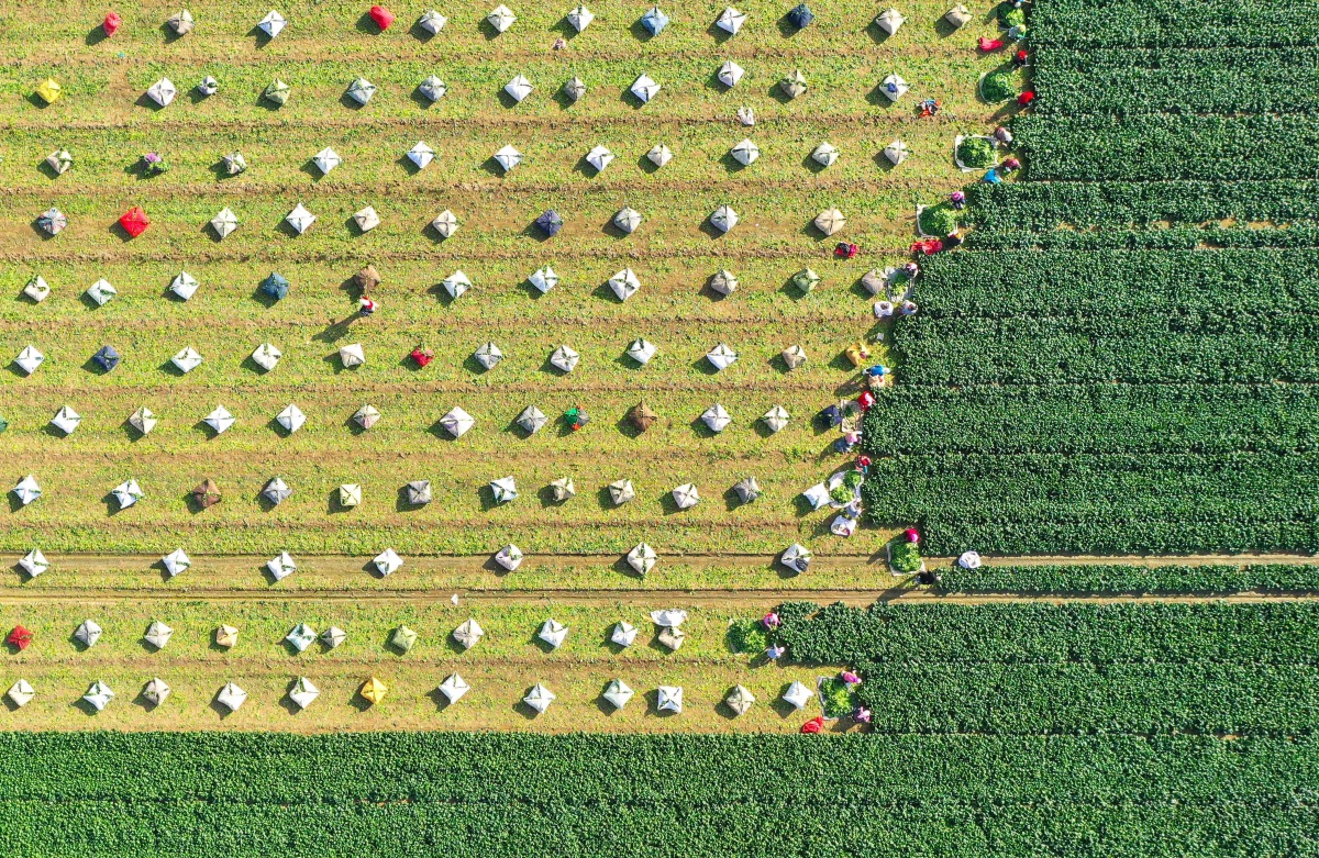 Shandong : une récolte de légumes d'hiver chargée à Gaomi