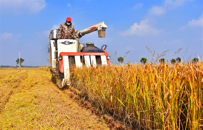 Jiangsu : la récolte du riz à Rugao