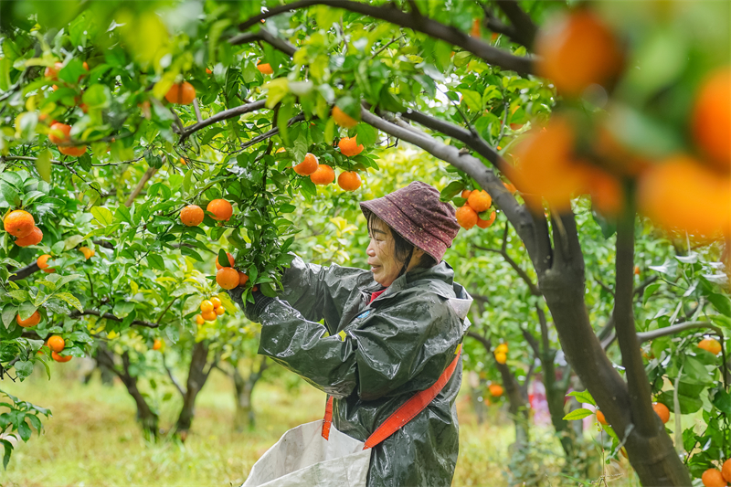 Sichuan : une riche récolte d'oranges sucrées à Meishan