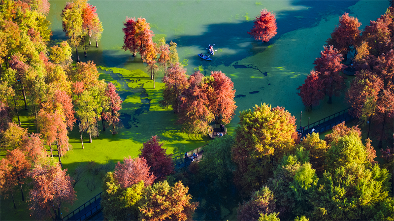 Zhejiang : la forêt aquatique colorée du lac Qingshan à Hangzhou