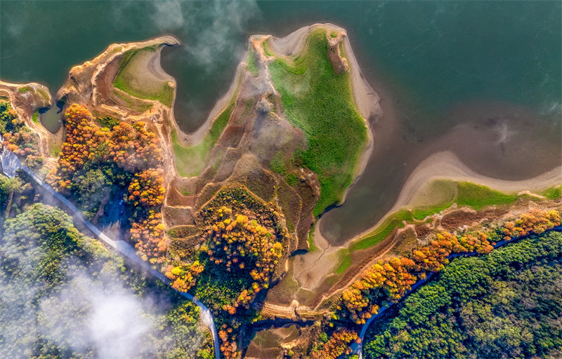 Anhui : la forêt de séquoias pittoresque du lac Taiping à Huangshan en hiver