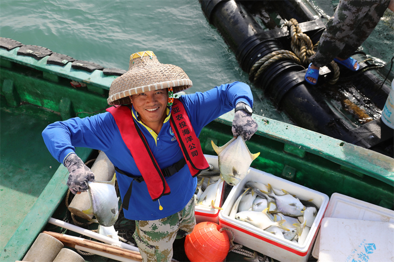 Hainan : une récolte abondante d'aquaculture en cages en eau profonde à Sanya